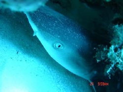 Reef shark sleeping in a hollow in the reef. Taken at app... by Kim Mair 